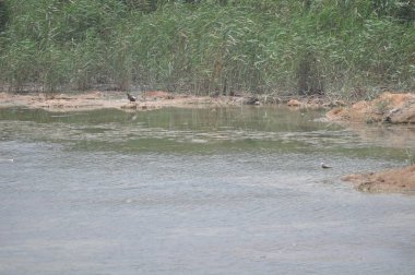 Doğal ortamda güzel kuş kuzey kürekçi (Spatula clypeata)