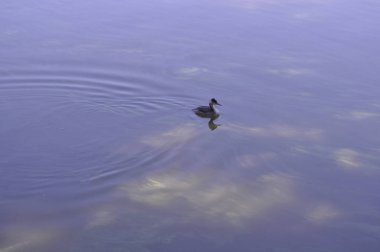 Güzel kuş büyük tepeli grebe (Podiceps cristatus) doğal ortamda