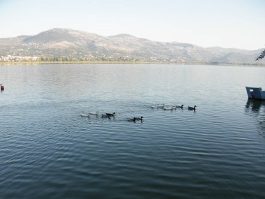 Doğal ortamda güzel kuş Kaz