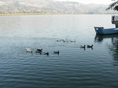 Doğal ortamda güzel kuş Kaz