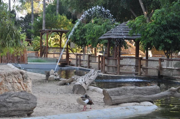 Doğal ortamda güzel kuş Kaz