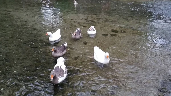 Beautiful Bird Hite Goose Natural Environment — Stock Photo, Image