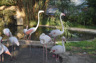 Hayvanat bahçesi parkında güzel kuş Flamingo