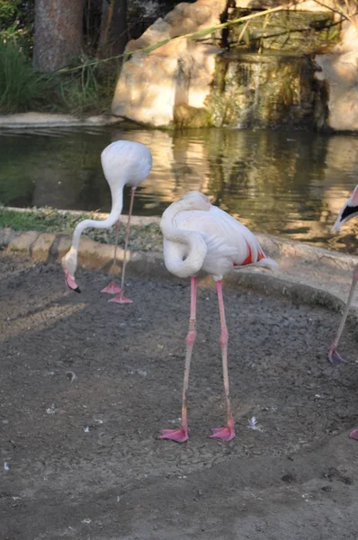 Красивий Птах Фламінго Зоопарку Парку — стокове фото
