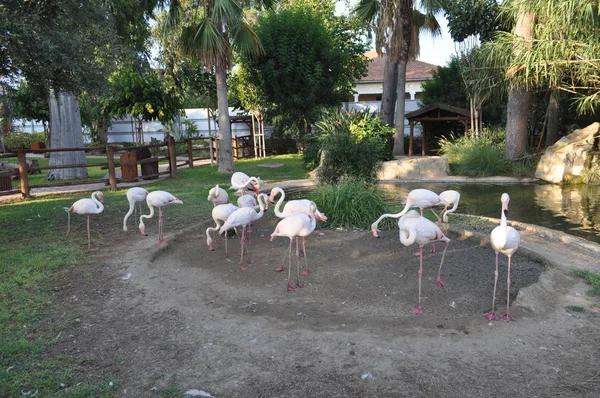 Bel Oiseau Flamant Rose Dans Parc Zoologique — Photo