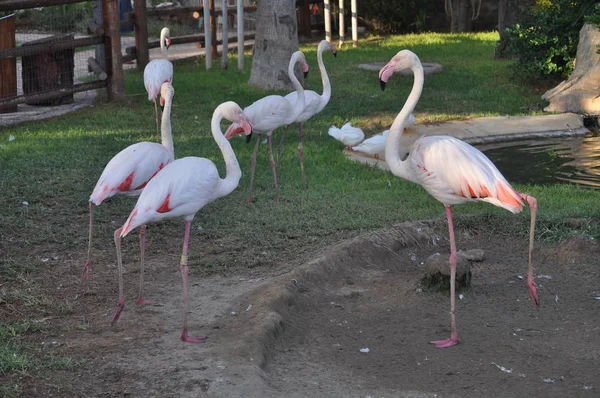 Beautiful Bird Flamingo Zoo Park — Stock Photo, Image