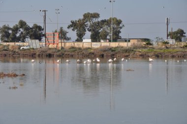 Lady's Mile Limasol doğal ortamda güzel kuş Flamingo