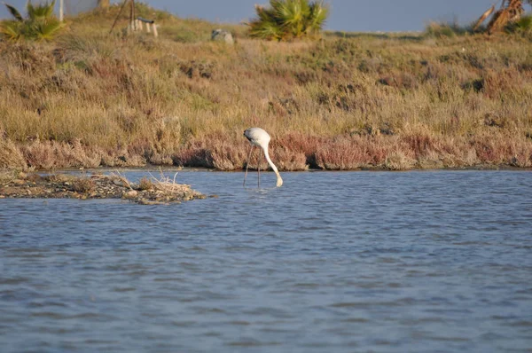 Den Vackra Fågeln Flamingo Den Naturliga Miljön Lady Mile Limassol — Stockfoto