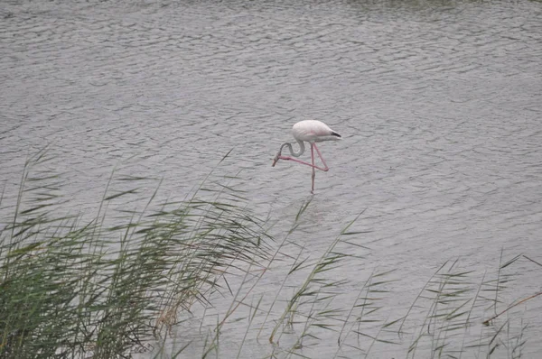 Hermoso Pájaro Flamingo Entorno Natural Lady Mile Limassol — Foto de Stock