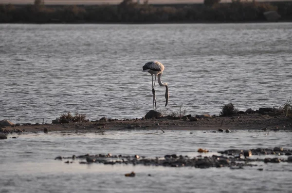 Bela Ave Flamingo Ambiente Natural Lady Mile Limassol — Fotografia de Stock