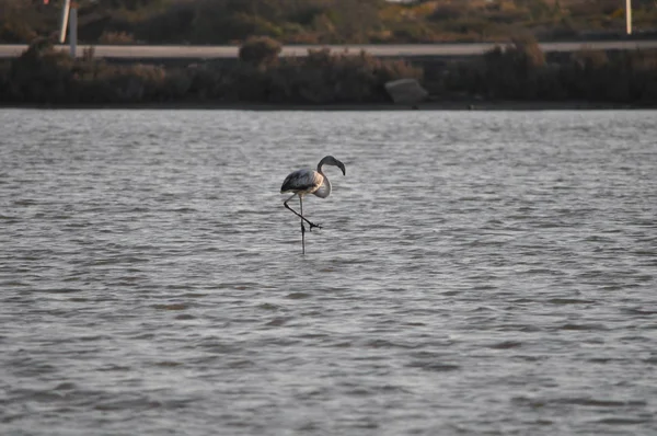 Krásný Pták Flamingo Přirozeném Prostředí Lady Mile Limassol — Stock fotografie