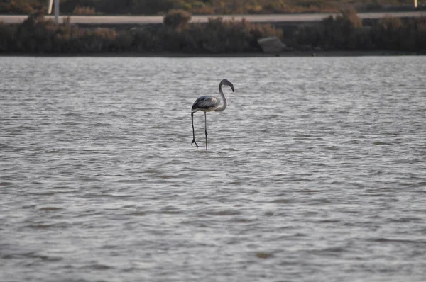 Krásný Pták Flamingo Přirozeném Prostředí Lady Mile Limassol — Stock fotografie