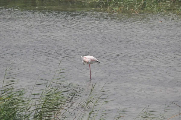 Krásný Pták Flamingo Přirozeném Prostředí Lady Mile Limassol — Stock fotografie