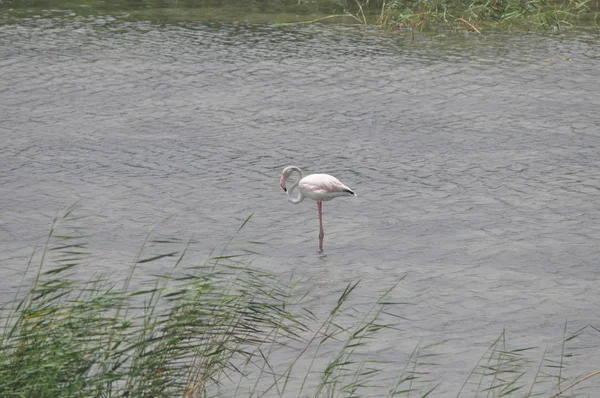 Piękny Ptak Flamingo Naturalnym Środowisku Lady Mile Limassol — Zdjęcie stockowe