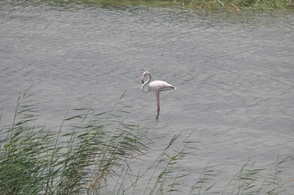 Piękny Ptak Flamingo Naturalnym Środowisku Lady Mile Limassol — Zdjęcie stockowe