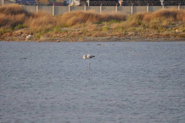 Der Schöne Vogel Flamingo Der Natürlichen Umgebung Damenmeile Limassol — Stockfoto