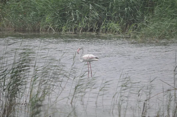 Krásný Pták Flamingo Přirozeném Prostředí Lady Mile Limassol — Stock fotografie