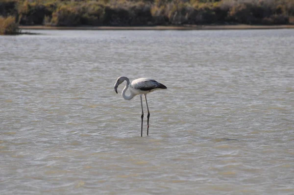 Piękny Ptak Flamingo Naturalnym Środowisku Lady Mile Limassol — Zdjęcie stockowe