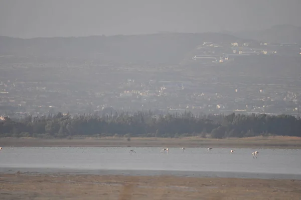 Hermoso Pájaro Flamingo Entorno Natural Lady Mile Limassol —  Fotos de Stock