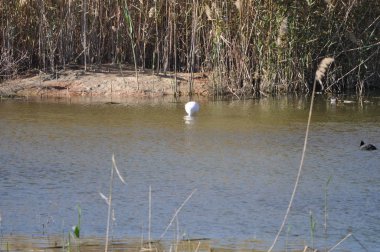 Lady's Mile Limasol doğal ortamda güzel kuş Flamingo