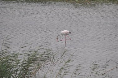 Lady's Mile Limasol doğal ortamda güzel kuş Flamingo
