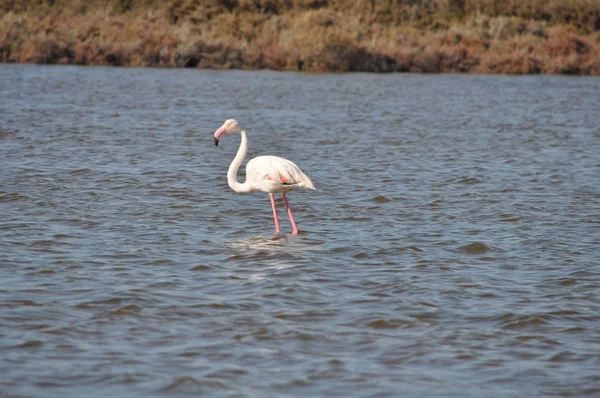 Der Schöne Vogel Flamingo Der Natürlichen Umgebung Damenmeile Limassol — Stockfoto