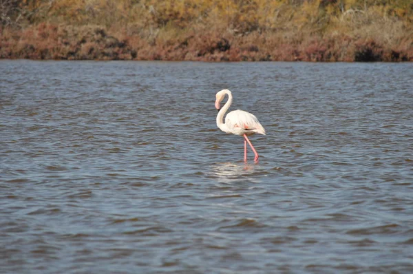 Krásný Pták Flamingo Přirozeném Prostředí Lady Mile Limassol — Stock fotografie