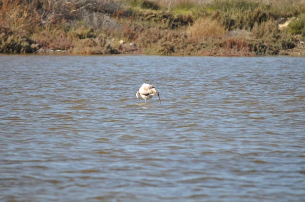 Der Schöne Vogel Flamingo Der Natürlichen Umgebung Damenmeile Limassol — Stockfoto