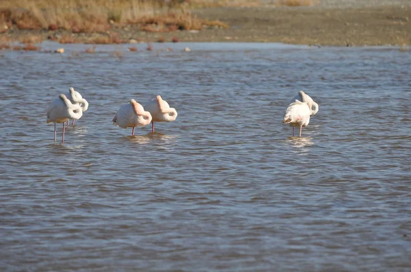 Den Vackra Fågeln Flamingo Den Naturliga Miljön Lady Mile Limassol — Stockfoto