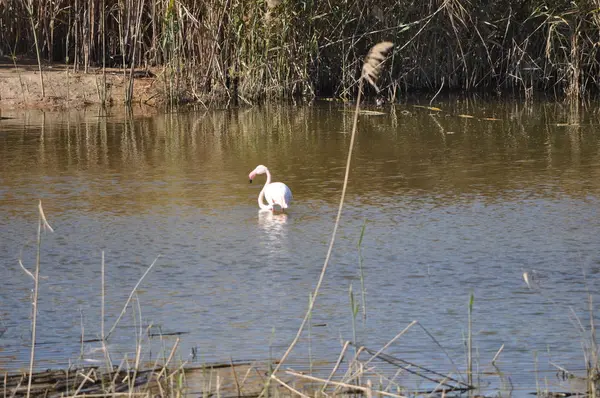 Der Schöne Vogel Flamingo Der Natürlichen Umgebung Damenmeile Limassol — Stockfoto