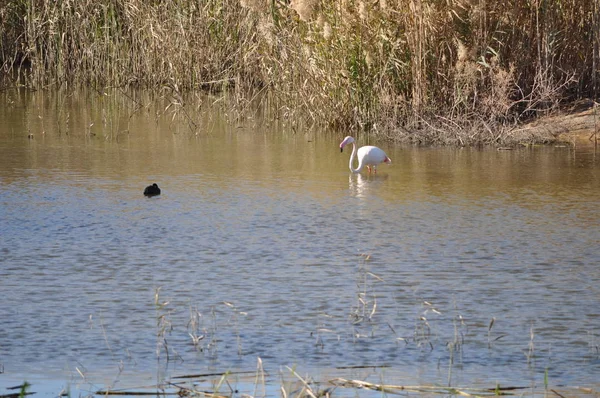 Der Schöne Vogel Flamingo Der Natürlichen Umgebung Damenmeile Limassol — Stockfoto