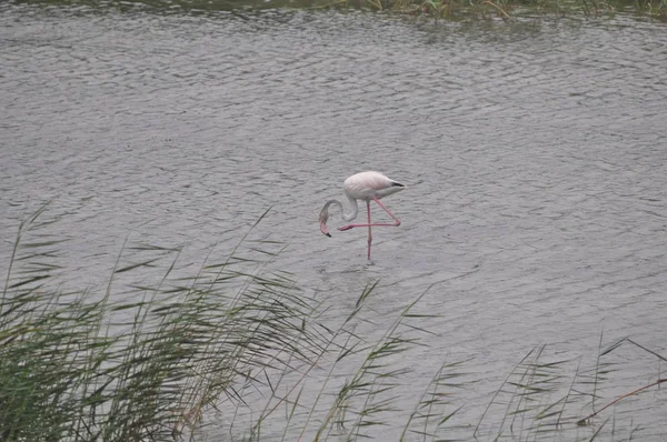 Lady Mile Limasol Doğal Ortamda Güzel Kuş Flamingo — Stok fotoğraf