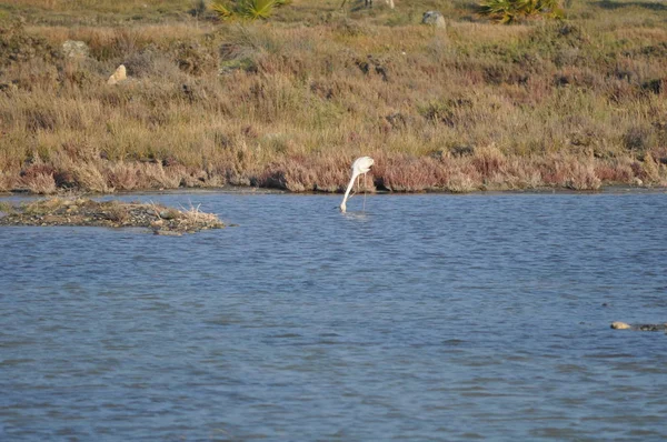 Beautiful Bird Flamingo Natural Environment Lady Mile Limassol — Stock Photo, Image