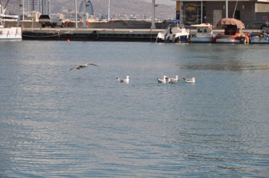 Güzel kuş Avrupa ringa martı (Larus argentatus) doğal ortamda