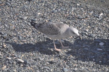 Güzel kuş Avrupa ringa martı (Larus argentatus) doğal ortamda