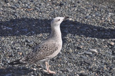 Güzel kuş Avrupa ringa martı (Larus argentatus) doğal ortamda