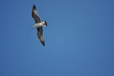 Güzel kuş Avrupa ringa martı (Larus argentatus) doğal ortamda