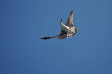 Güzel kuş Avrupa ringa martı (Larus argentatus) doğal ortamda