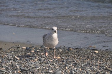Güzel kuş Avrupa ringa martı (Larus argentatus) doğal ortamda