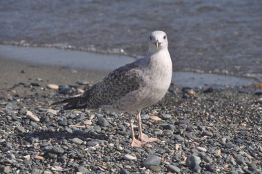 Güzel kuş Avrupa ringa martı (Larus argentatus) doğal ortamda