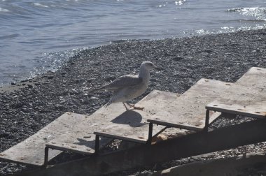 Güzel kuş Avrupa ringa martı (Larus argentatus) doğal ortamda