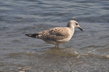 Güzel kuş Avrupa ringa martı (Larus argentatus) doğal ortamda