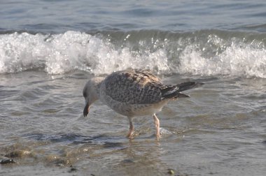 Güzel kuş Avrupa ringa martı (Larus argentatus) doğal ortamda