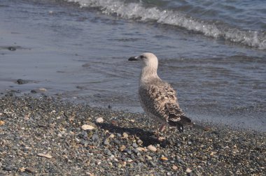 Güzel kuş Avrupa ringa martı (Larus argentatus) doğal ortamda