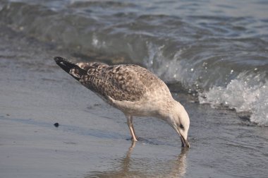 Güzel kuş Avrupa ringa martı (Larus argentatus) doğal ortamda
