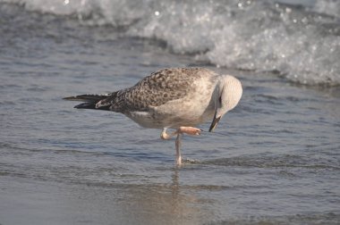 Güzel kuş Avrupa ringa martı (Larus argentatus) doğal ortamda