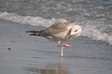 Güzel kuş Avrupa ringa martı (Larus argentatus) doğal ortamda