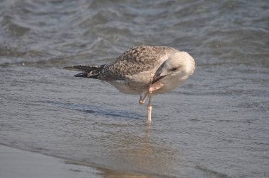 Güzel kuş Avrupa ringa martı (Larus argentatus) doğal ortamda
