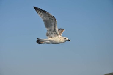 Güzel kuş Avrupa ringa martı (Larus argentatus) doğal ortamda