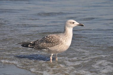 Güzel kuş Avrupa ringa martı (Larus argentatus) doğal ortamda